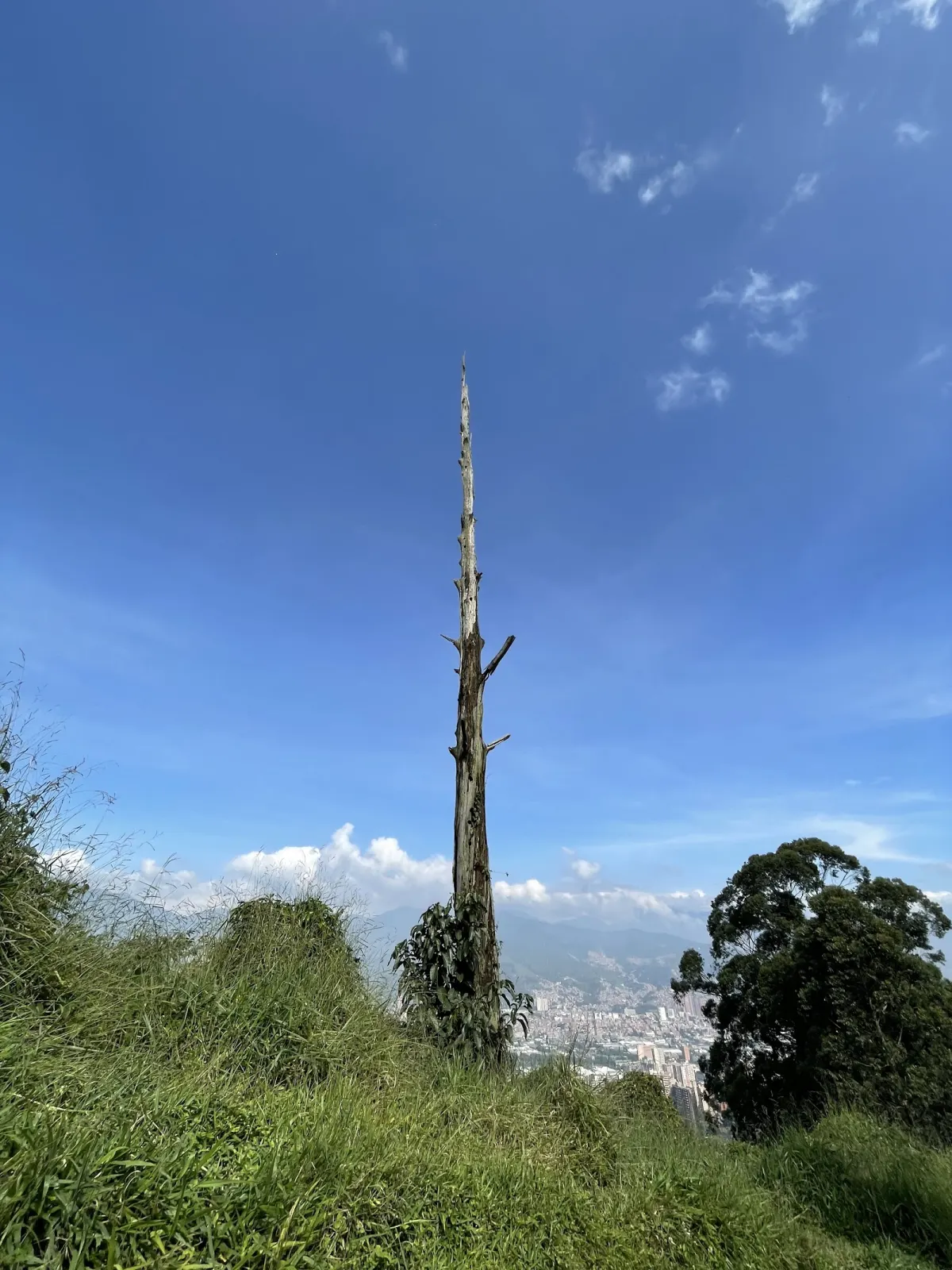 A tall dead tree trunk standing on a grassy hilltop at El Asfixiadero against a deep blue sky, the city just visible in the valley below