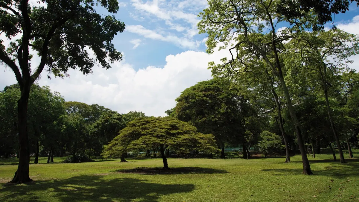 An open lawn in the Jardín Botánico de Medellín with tall trees, a spreading tree casting a round shadow, and white clouds in a blue sky