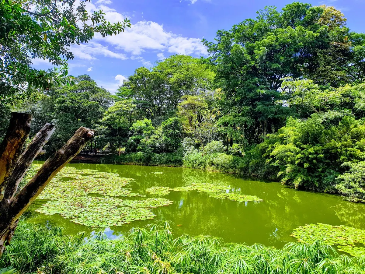 A green pond covered in patches of water-lily pads, ringed by dense trees and papyrus, with a weathered wooden post in the foreground
