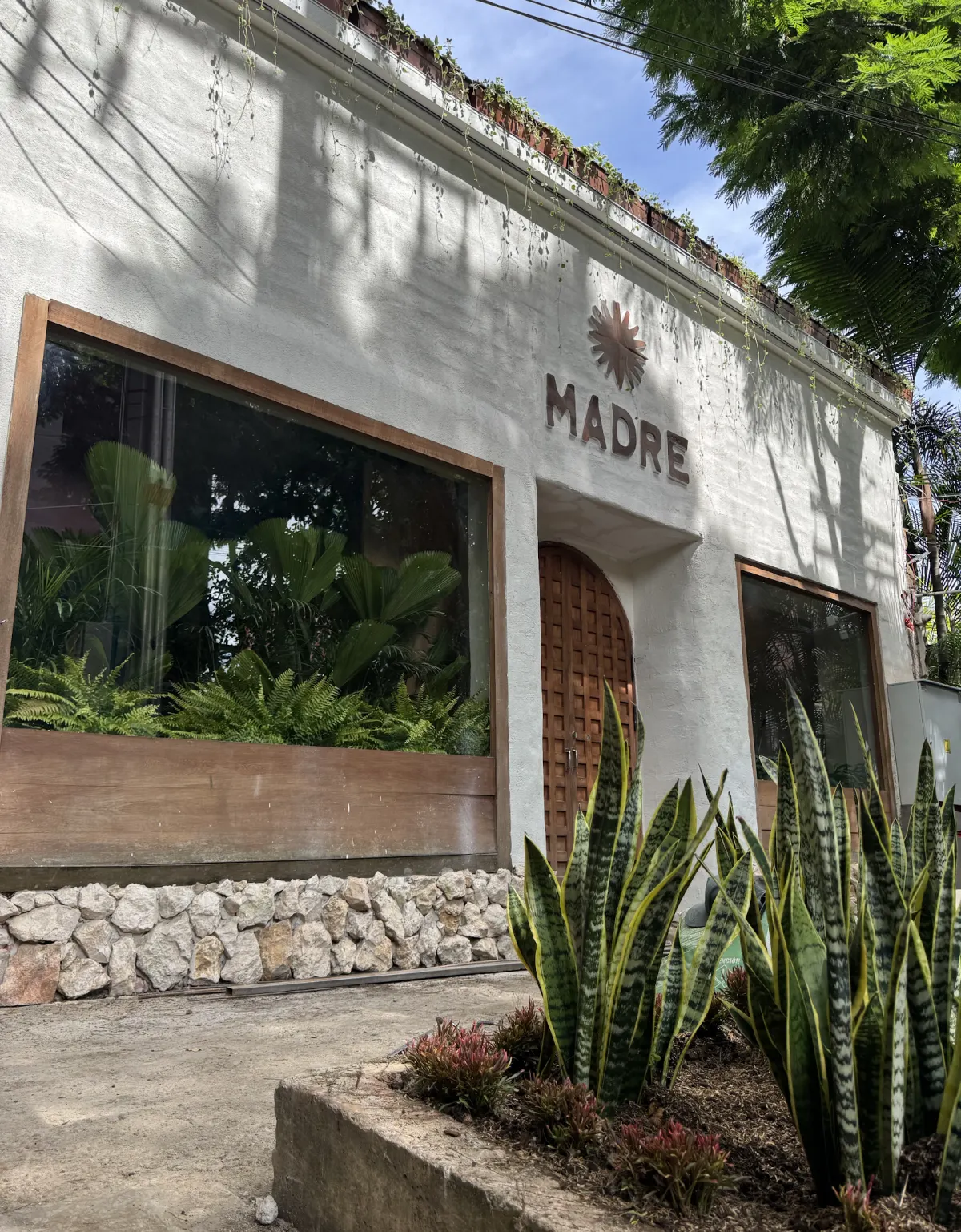 The white front of MADRE in El Poblado, with the MADRE sign and sun logo above an arched wooden door, a large window of ferns and palms, and snake plants in the bed outside
