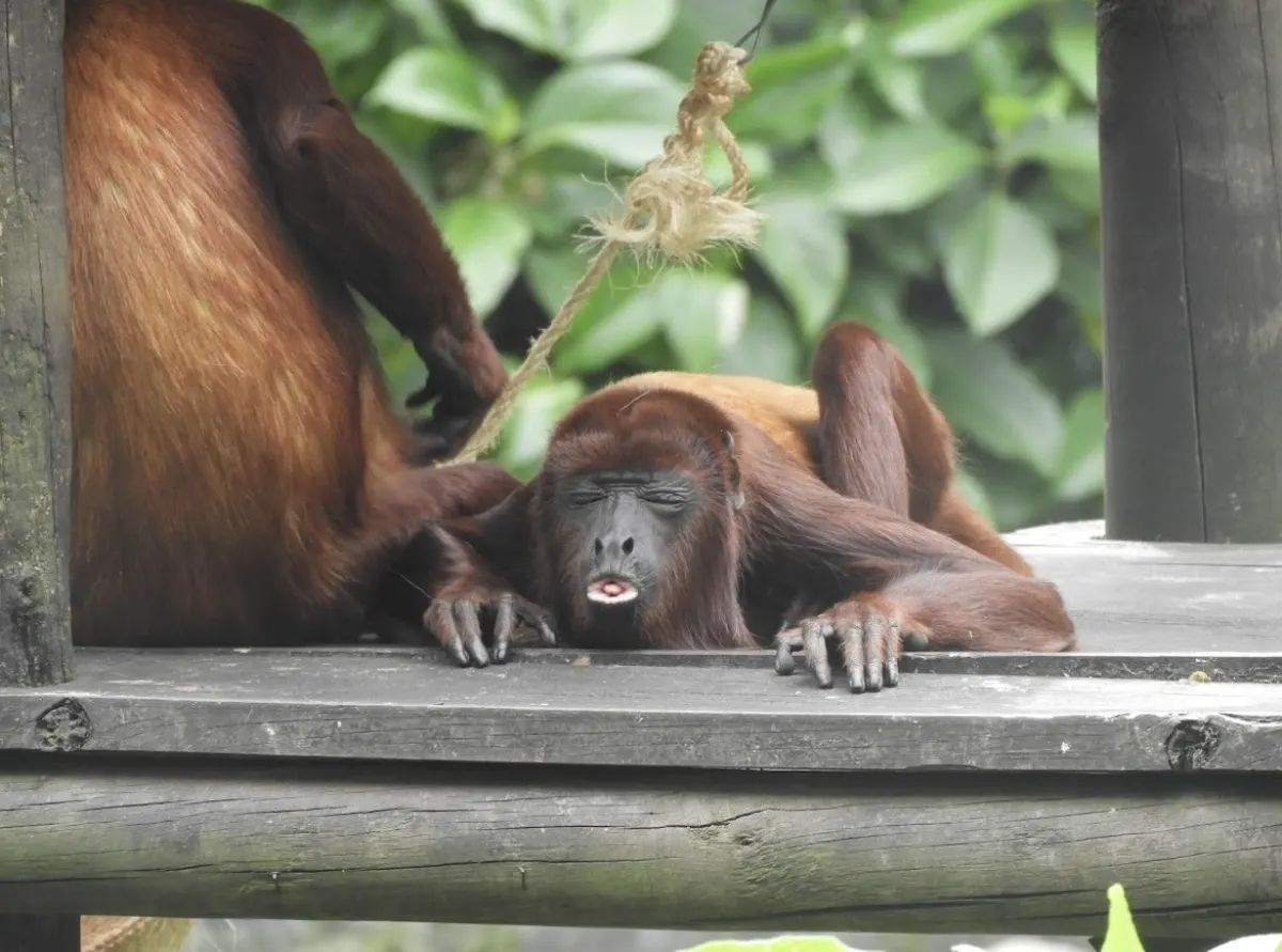 A red howler monkey resting on a wooden platform, with another monkey's red fur in the foreground