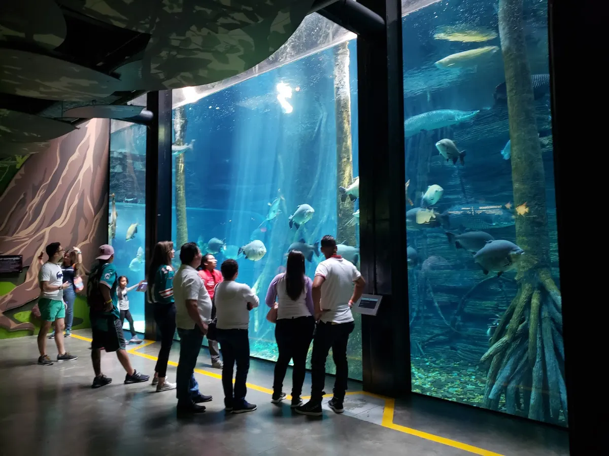 Visitors in front of the floor-to-ceiling tanks of Parque Explora's aquarium, with large freshwater fish swimming among submerged tree roots